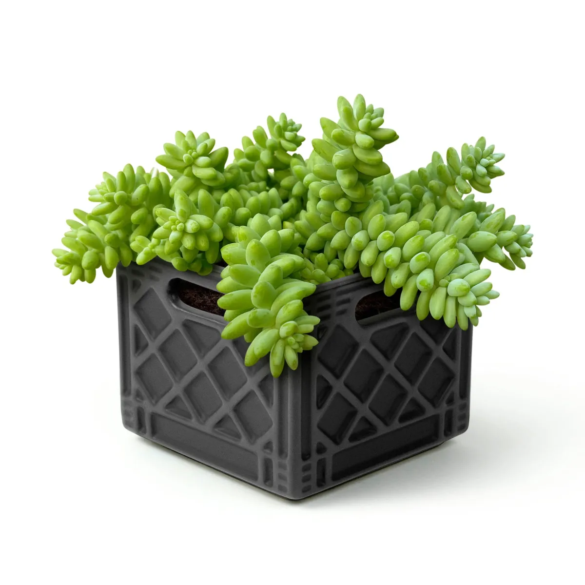 Garden>Genuine Fred FANCY PLANTS - Milk Crate